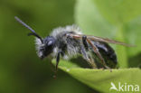 Roodgatje (Andrena haemorrhoa)