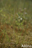 Snavelzegge (Carex rostrata)