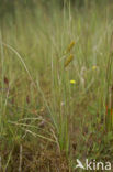 Snavelzegge (Carex rostrata)