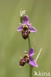 Sniporchis (Ophrys scolopax)