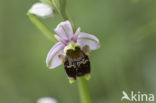 Sniporchis (Ophrys scolopax)