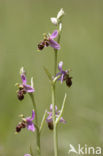 Sniporchis (Ophrys scolopax)