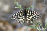 Spaanse Pijpbloemvlinder (Zerynthia rumina)