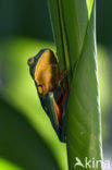 Splendid leaf frog (Agalychnis calcarifer)