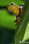 Splendid leaf frog (Agalychnis calcarifer)