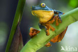 Splendid leaf frog (Agalychnis calcarifer)