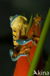 Splendid leaf frog (Agalychnis calcarifer)