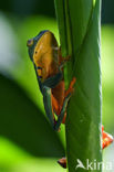 Splendid leaf frog (Agalychnis calcarifer)