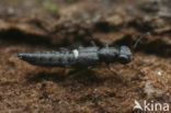 Stenus pallipes