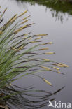 Stijve zegge (Carex elata)