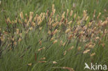 Stijve zegge (Carex elata)