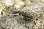 Strophosoma capitatum