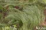 Trilgraszegge (Carex brizoides) 