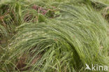 Trilgraszegge (Carex brizoides) 