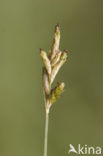 Trilgraszegge (Carex brizoides) 