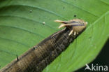 Uilvlinder (Caligo eurilochus)