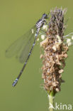 Variabele waterjuffer (Coenagrion pulchellum)