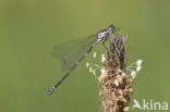 Variabele waterjuffer (Coenagrion pulchellum)