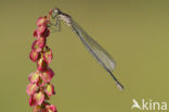 Variabele waterjuffer (Coenagrion pulchellum)