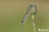 Variabele waterjuffer (Coenagrion pulchellum)