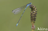 Variabele waterjuffer (Coenagrion pulchellum)