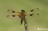 Viervlek (Libellula quadrimaculata)