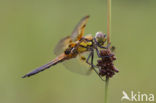 Viervlek (Libellula quadrimaculata)