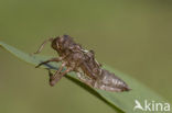 Viervlek (Libellula quadrimaculata)