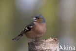 Vink (Fringilla coelebs)