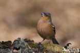 Vink (Fringilla coelebs)