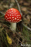 Vliegenzwam (Amanita muscaria)