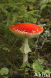 Vliegenzwam (Amanita muscaria)