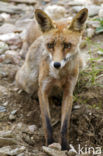 Vos (Vulpes vulpes)