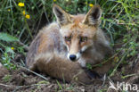 Vos (Vulpes vulpes)