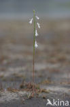 Waterlobelia (Lobelia dortmanna) 