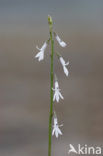 Waterlobelia (Lobelia dortmanna) 