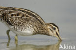 Watersnip (Gallinago gallinago) 