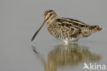 Watersnip (Gallinago gallinago) 