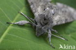 Windepijlstaart (Agrius convolvuli)