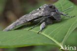 Windepijlstaart (Agrius convolvuli)