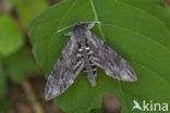 Windepijlstaart (Agrius convolvuli)