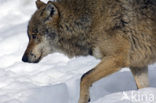 Wolf (Canis lupus)