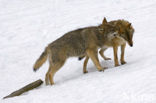 Wolf (Canis lupus)