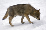 Wolf (Canis lupus)