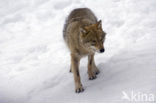 Wolf (Canis lupus)