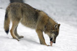 Wolf (Canis lupus)