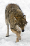 Wolf (Canis lupus)