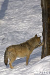 Wolf (Canis lupus)