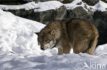 Wolf (Canis lupus)