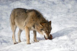 Wolf (Canis lupus)